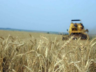 Governo zera tarifa de trigo dos EUA