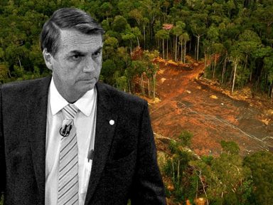 Bolsonaro grava vídeo em apoio a ladrões de madeira na Amazônia