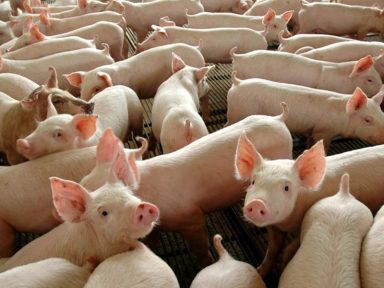 Importar porco dos EUA é desastroso para o Brasil