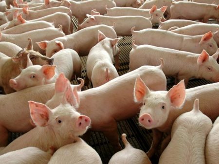 Importar porco dos EUA é desastroso para o Brasil