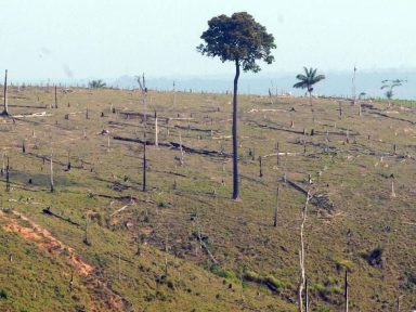 PSB e Rede entram com ação no STF contra a MP da anistia a desmatadores