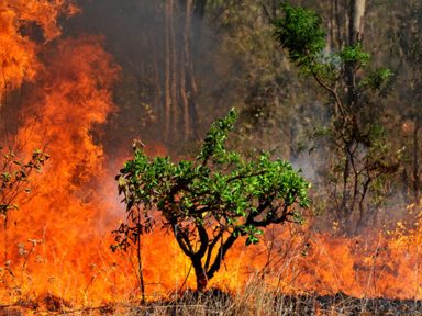 Aprodab: política ambiental do governo é retrocesso e destruição