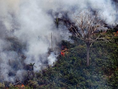 “Incêndio florestal não é acaso, é crime organizado”, alerta Federação Sindical Mundial