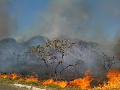 Retórica de Bolsonaro incentiva ação de milícias no desmatamento na Amazônia, diz entidade