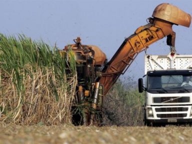 Liberar cana-de-açúcar na Amazônia e Pantanal ameaça estes biomas, alertam cientistas