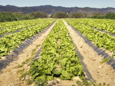 Aparelhamento político no MAPA prejudica programa de Agricultura Familiar