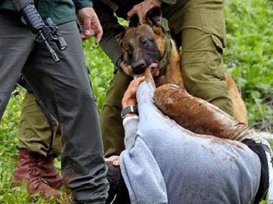 Palestino atacado por cachorro da polícia de Israel: “Sangrei por duas horas”