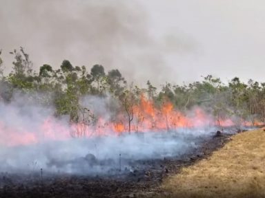 Rede vai ao STF contra exclusão de entidades no conselho do Fundo do Meio Ambiente