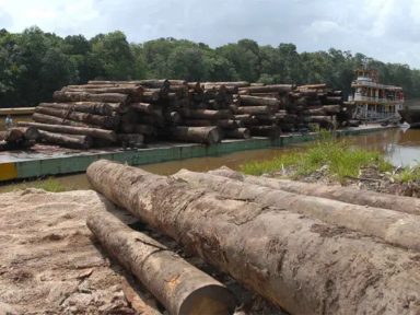 Técnicos revelam à PF exportação de 3 mil cargas de madeira da Amazônia sem autorização do Ibama
