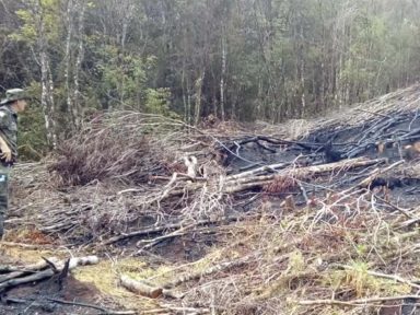 MPF orienta Ibama a não aceitar decreto que anistia desmatadores da Mata Atlântica