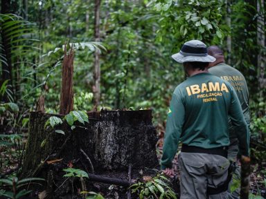 Servidores denunciam crimes do governo contra o Ibama e o meio ambiente