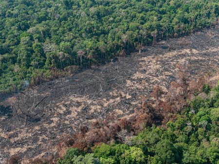 Desflorestamento da Amazônia cresceu 33% entre agosto/2019 e julho/2020