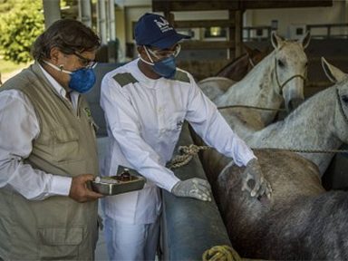 Brasileiros desenvolvem soro a partir de cavalos com anticorpos potentes contra Covid-19