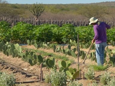 Bolsonaro veta auxílio emergencial a agricultores familiares que não receberam benefício