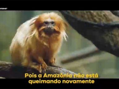 Para negar queimadas, Salles e Mourão colocam até mico-leão-dourado na Amazônia