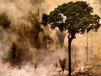Criminosos queimaram 25 mil hectares do Pantanal para fazer pasto, diz delegado da PF