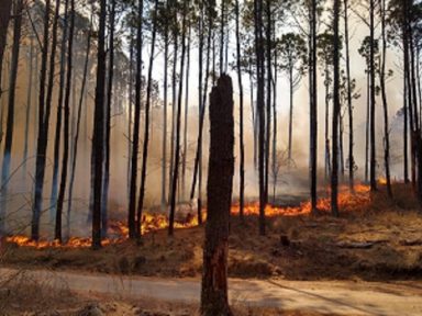 Macristas tentam frear lei contra incêndios florestais na Argentina