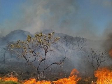 INPE: queimadas no Pantanal batem recordes com aumento de 201%