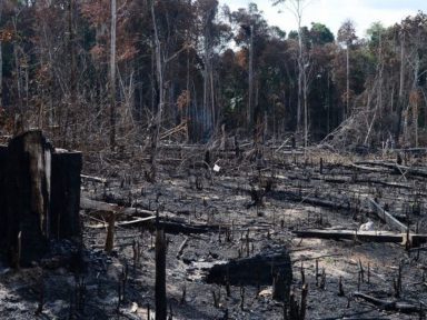 Desmatamento dispara na  Amazônia, mas o governo quer é eliminar as ONGs