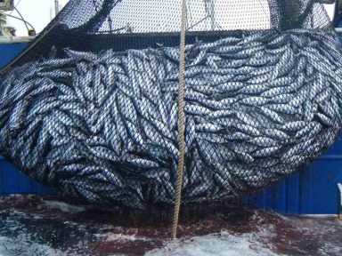 Pernambuco critica liberação da pesca de sardinha em Noronha e alerta para danos ambientais