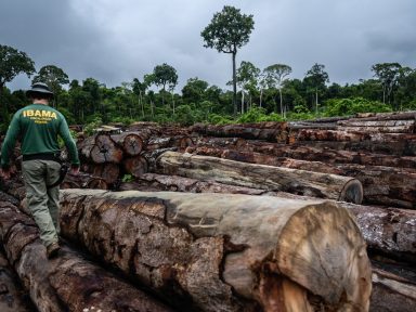 Desmatamento da Amazônia é o maior já registrado em 12 anos, aponta o Inpe