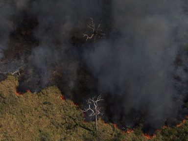 Desmatamento na Amazônia atinge nível mais alto nos últimos dez anos