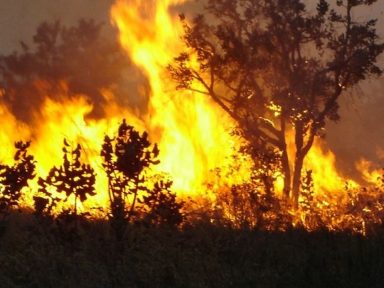 Orçamento para o Meio Ambiente e combate a queimadas em 2021 é o menor em 22 anos