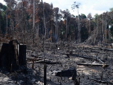 Carta de 15 senadores dos EUA alerta para devastação da Amazônia patrocinada por Bolsonaro