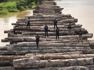 Juíza determina que PF devolva madeira ilegal apreendida na Operação Handroanthus