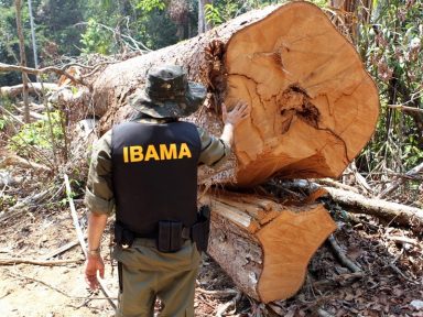 Ibama realiza primeiras operações do governo Lula contra desmatamento na Amazônia