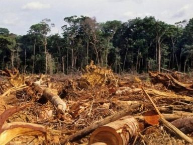 Desmatamento na Amazônia Legal aumenta 70%, aponta Imazon