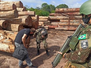 STF proíbe que madeira apreendida pela PF seja devolvida a investigados por contrabando