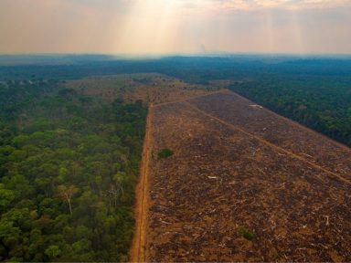 Alertas de desmatamento na Amazônia Legal batem novo recorde em junho