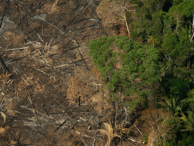 Desmatamento na Amazônia cresce 51% nos últimos 11 meses, alerta Imazon