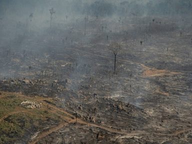 Amazônia sofre em 12 meses a maior taxa de desmatamento dos últimos dez anos
