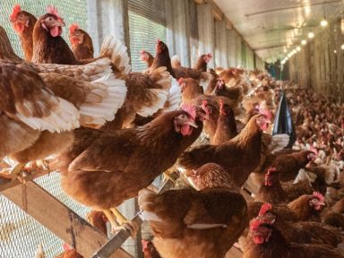 Frango: substituto da carne de boi também dispara