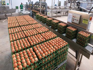Preço do ovo explode em mais de 200%, aponta estudo
