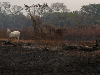 Organizações pedem que STF atue para que União proteja o Pantanal