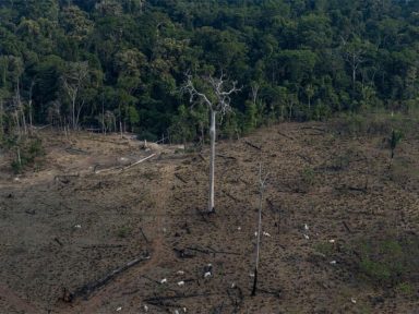 Desmatamento na Amazônia atinge pior índice dos últimos 10 anos, aponta Imazon