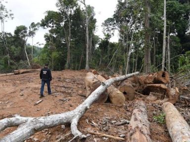 Desmatamento na Amazônia Legal bate recorde histórico em outubro, diz Inpe