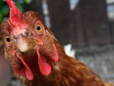 PIB 2019: “voo de galinha” foi menor