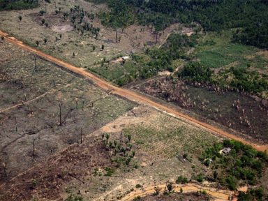 Desmatamento na Amazônia cresce 29% e é o maior em 10 anos, aponta Imazon