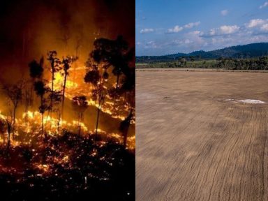 Áreas da Amazônia incendiadas no “Dia do Fogo” são transformadas em plantação de soja