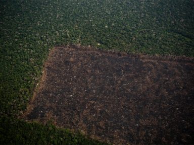 Alertas de desmatamento na Amazônia batem recorde em fevereiro: +62% em 12 meses