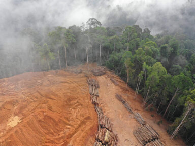 Amazônia registra em 2022 o pior índice de desmatamento em 15 anos