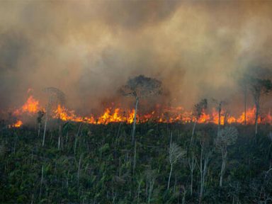 Amazônia e Cerrado registram novos recordes no número de queimadas em maio