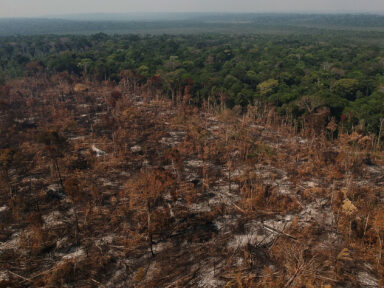 Desmatamento nos biomas brasileiros aumentou 20% em 2021, aponta relatório do MapBiomas