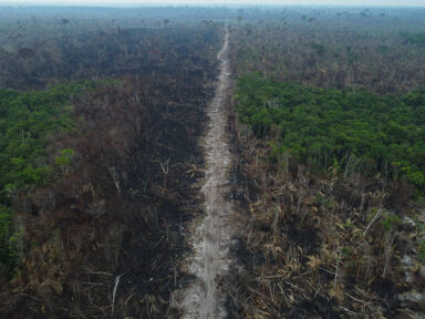 Imazon: Desmatamento da Amazônia em 2022 já corresponde a 8 vezes a cidade do Rio de Janeiro