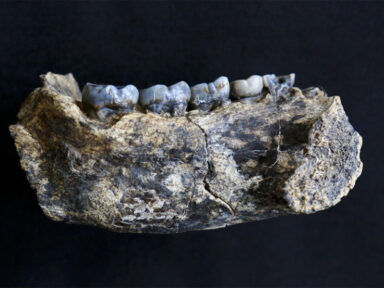 Quando surgiu o gênero Homo? A mandíbula de Ledi-Geraru, Etiópia