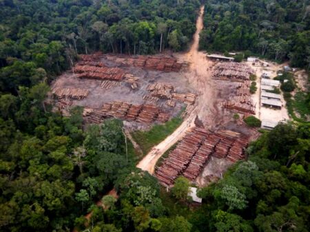 Inpe registra que desmatamento continua caindo na Amazônia: menos 22% em maio